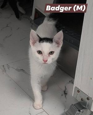 A white cat with a black patch on its head, labeled "Badger (M)", walking on a tiled floor.