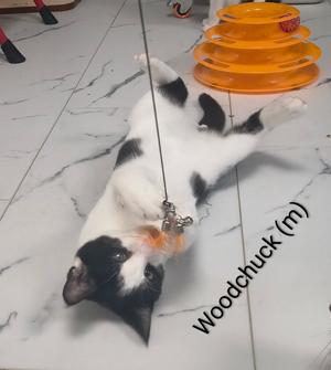 Woodchuck, kitten, available for adoption