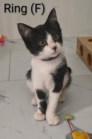 A black and white cat sitting on a tiled floor, wearing a purple collar. The cat has a white face with black patches and is looking directly at the camera. In the background, there is a wooden toy and a yellow object on the floor.