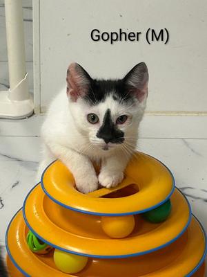 Gopher, kitten, available for adoption
