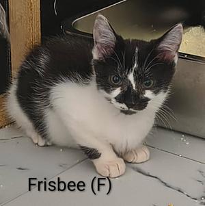 Frisbee, kitten, available for adoption