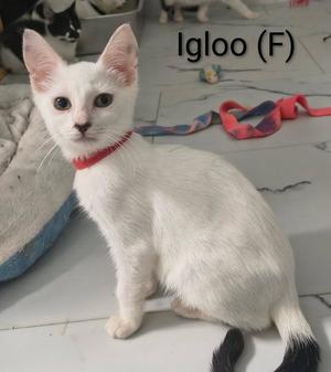 A white cat with a red collar sitting on a tiled floor, with the text 'Igloo (F)' written above it.