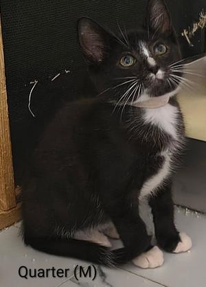 A black and white cat with a white chest and paws, sitting on a tiled floor. The cat has green eyes and is looking upwards. The text "Quarter (M)" is written at the bottom left of the image.