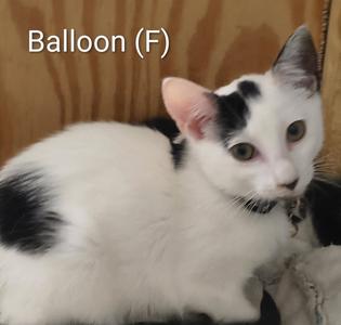 Balloon, kitten, available for adoption