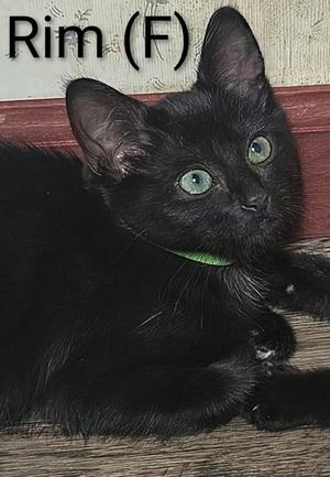 A black cat with green eyes and a green collar, lying on a wooden surface.