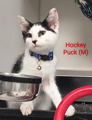 Hockey Puck, kitten, available for adoption
