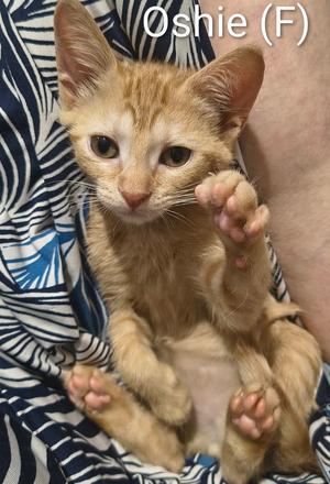 Oshie, young, available for adoption