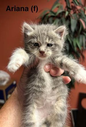 Ariana, young, available for adoption