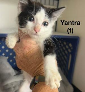 Yantra, kitten, available for adoption
