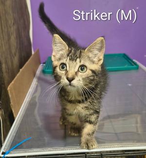 A tabby kitten named Striker (M) standing on a clear surface with a purple background.