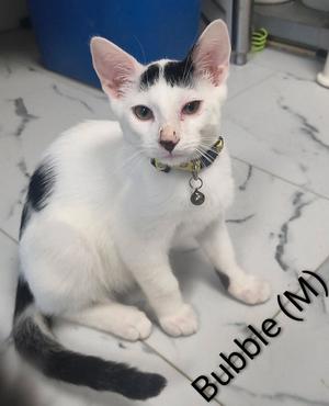 A white cat with black markings on its head and tail, wearing a collar with a tag, sitting on a tiled floor.
