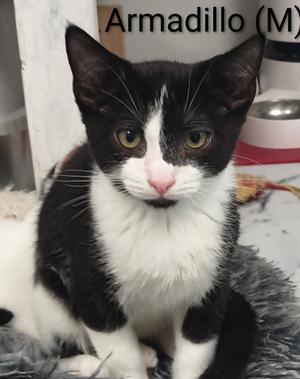 Armadillo, kitten, available for adoption