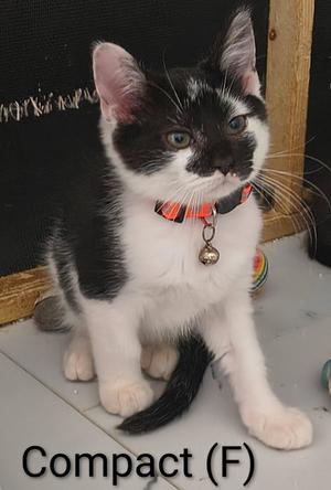 Compact, kitten, available for adoption
