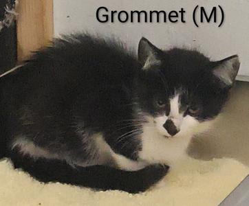 Grommet, kitten, available for adoption