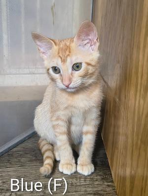 Blue, young, available for adoption