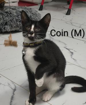 Coin, kitten, available for adoption