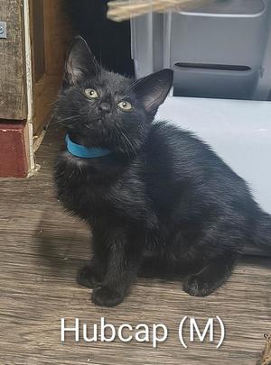 A black cat with a blue collar sitting on a wooden floor.