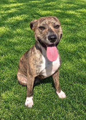 Raja, Staffordshire Bull Terrier, young, available for adoption