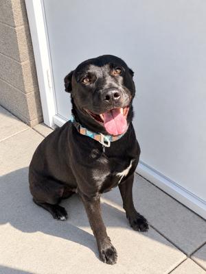 Dougles, Mixed Breed, adult, available for adoption