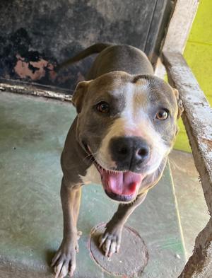 Mochi, Pit Bull Terrier, adult, available for adoption