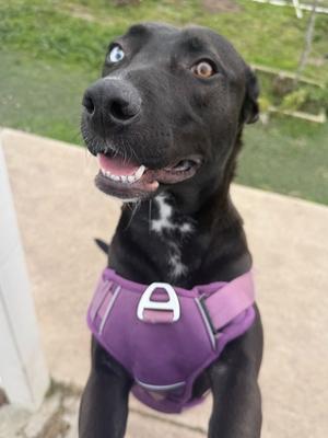 Rina, German Shepherd / Husky, puppy, available for adoption