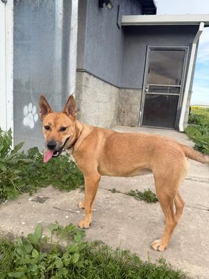 Nala, Shepherd (Unknown Type), young, available for adoption