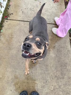 A black and tan dog with a happy expression, looking up at the camera, standing on a concrete sidewalk.