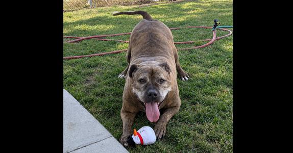 A brown dog with a brindle coat is lying on a grassy lawn, with its tongue out and a white toy with red accents in front of it. A red hose is coiled in the background.