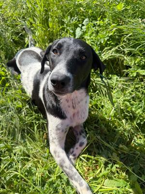 Truffles, Hounds (All Types), young, available for adoption