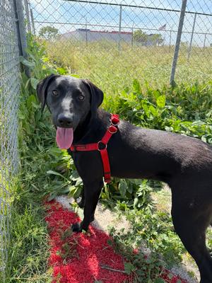Sunny Cuckoo, Hounds (All Types), young, available for adoption