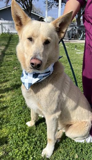 Golden Eagle, Husky / Labrador Retriever, young, available for adoption