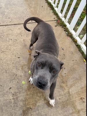 A gray dog with white paws standing on a concrete surface, looking up at the camera.