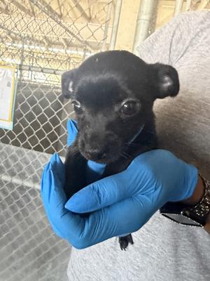 Everest, Chihuahua, puppy, available for adoption