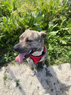 Ms. Silly, Staffordshire Bull Terrier, available for adoption