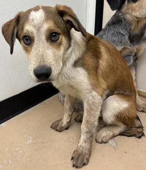 Apple, Cattle Dog / Great Pyrenees, young, available for adoption