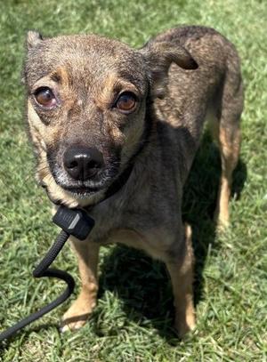 Mystery, Chihuahua / Mixed Breed, adult, available for adoption