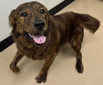 Chocco, Shepherd / Mixed Breed, adult, available for adoption