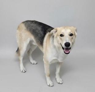 A tan, white, and black mixed-breed dog standing against a plain gray background.