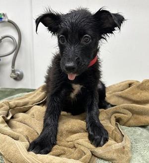 Chickadee, Shepherd / Mixed Breed, young, available for adoption