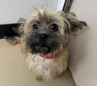 Marshall, Shih Tzu / Mixed Breed, adult, available for adoption