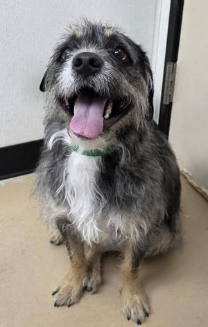 Bruce, Terrier / Mixed Breed, adult, available for adoption