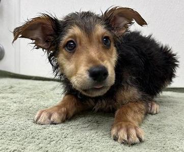 Albatross, Shepherd / Mixed Breed, young, available for adoption