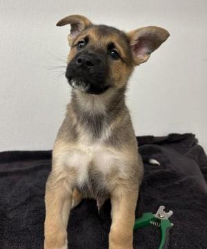 Emperor, Shepherd / Mixed Breed, young, available for adoption