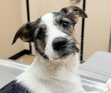 Hennessy, Cattle Dog / Mixed Breed, young, available for adoption