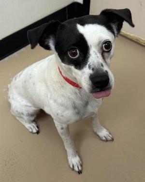 Blossom, Cattle Dog / Mixed Breed, adult, available for adoption