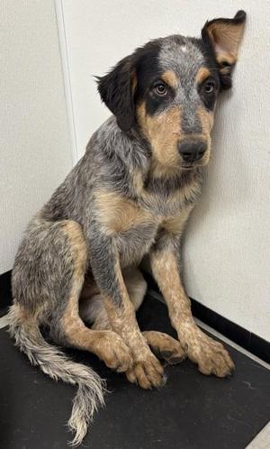 Blackberry, Cattle Dog / Great Pyrenees, young, available for adoption
