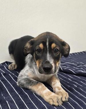 Claire Redfield, Shepherd / Cattle Dog, young, available for adoption