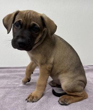 Bernard, Pit Bull Terrier / Mixed Breed, young, available for adoption