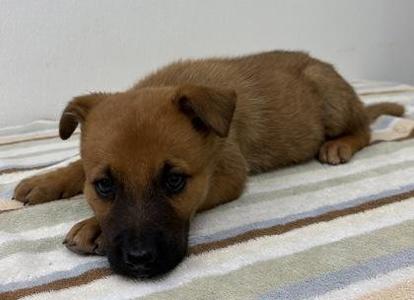 Annie, Shepherd / Mixed Breed, young, available for adoption