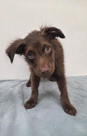 Clownfish, Shepherd / Mixed Breed, young, available for adoption